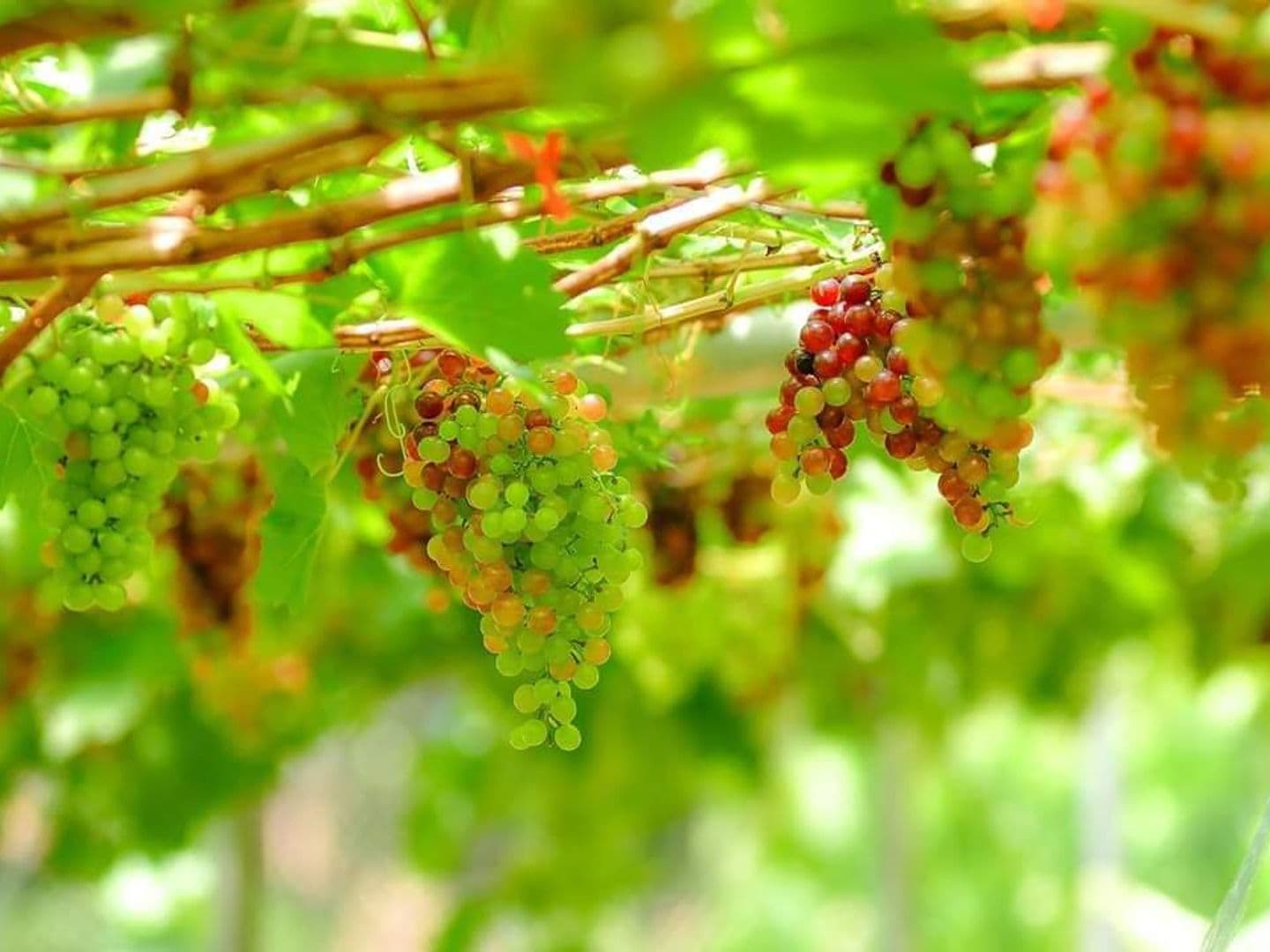 Tipbandit vineyard