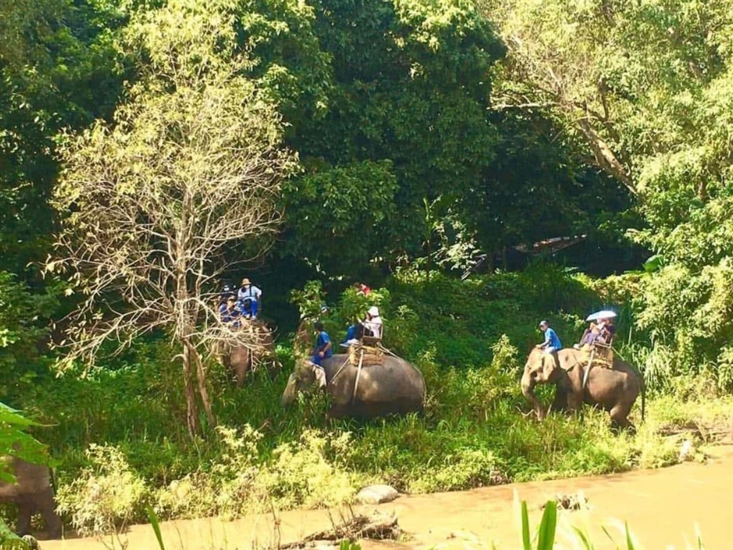 Maetaeng Elephant Park & Clinic