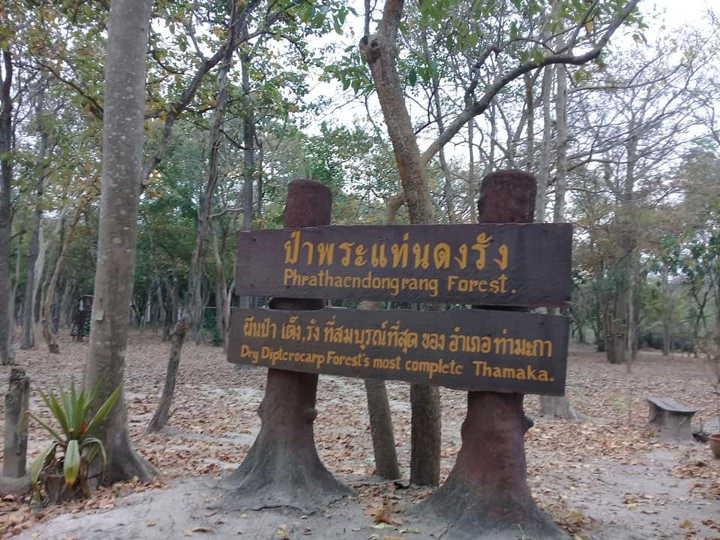 Phra Thaen Dong Rang Forest Park