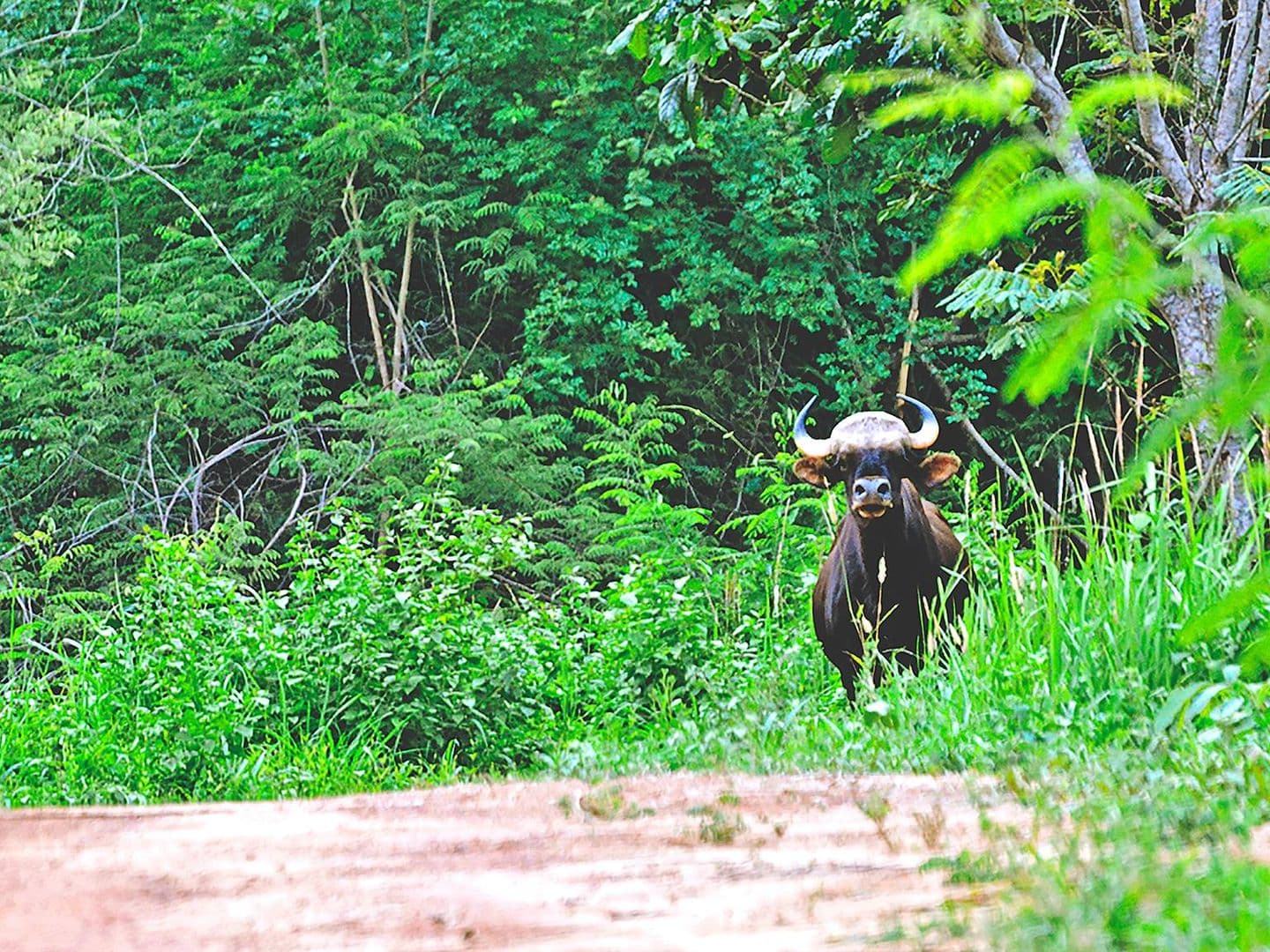 Ta Phraya National Park