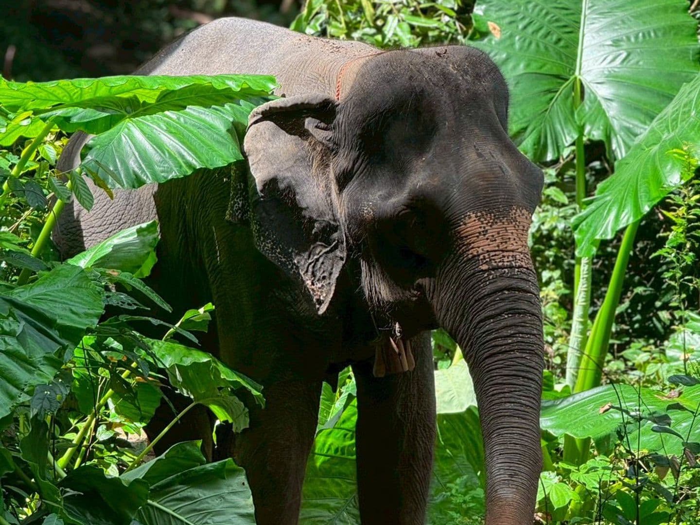 Krabi Elephant Local Project